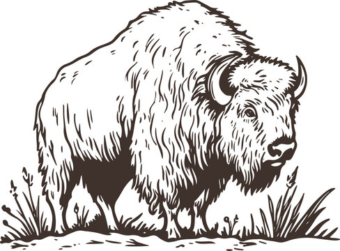 black and white illustration of hand drawn bison