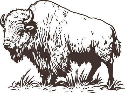 black and white illustration of hand drawn bison