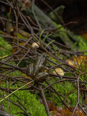 frog in the forest