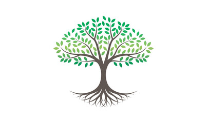 Fototapeta premium Tree vector illustrations roots mangrove tree, unique tree logo with green leaves isolated white background 