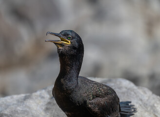 Shag (Phalacrocorax Aristotelis) portrait in Northumberland, England