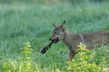 Wilk szary, wilk (Canis lupus) © Bartosz Rakoczy
