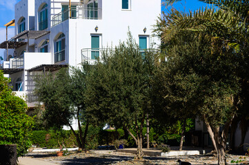 Obraz premium Sunny afternoon in a lush garden with olive trees beside a modern white building surrounded by nature