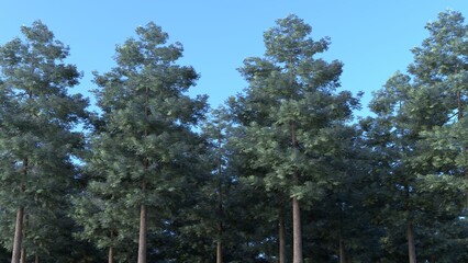 A photorealistic 3D rendered background image of a small forest of Douglas fir and Oregon pine trees with blue sky looking up from below.