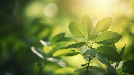 Obraz premium Lush Green Leaves in Natural Sunlight Background