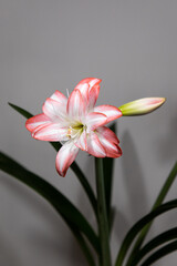 Amaryllis variety Blossom Peacock. Amaryllis flowers. Hippeastrum. Flower of Holland. Hippeastrum grade Blossom Peacock. Amaryllidaceae. Dutch flowers. Pink flower