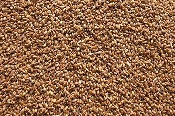 Processed organic golden wheat grains texture as agricultural background. Lots of seeds, top view. Harvest and farming, bread making business,scientific name Triticum aestivum.