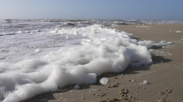 White Foam algea at a beach (North Sea, Netherlands)