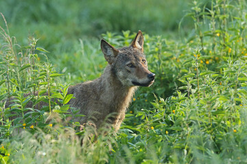 Wilk szary, wilk (Canis lupus) © Bartosz Rakoczy