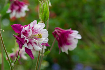 Columbine flower with two colored petals of red and white