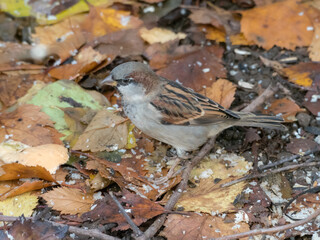 portrait of a sparrow