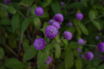 The photo shows small purple flowers with rounded inflorescences surrounded by green leaves.
