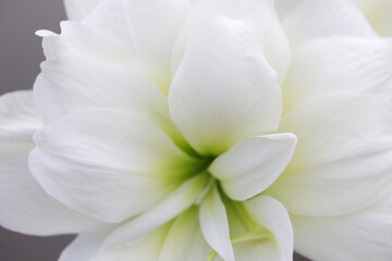 Elegant White Amaryllis Flower Close-Up