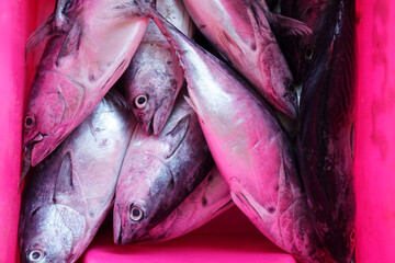 Fresh Fish in a Pink Container at the Market