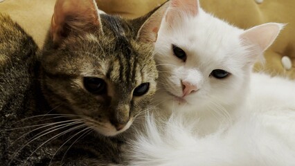Cute domestic cats lying on sofa at home. Portrait of beautiful striped and white kittens indoor. Family couple feline resting together. Concept of adorable animals. Close up