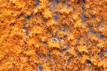 Vibrant Orange Texture With Fine Details