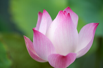 Beautiful Pink Lotus Flower on a Leaf