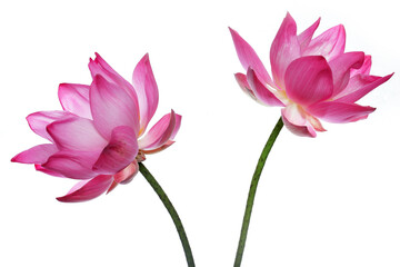 Beautiful Pink Lotus Flowers on White Background