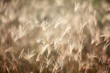 Soft Blades of Grass in Gentle Light