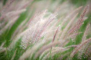 Serene Blades of Grass in Gentle Breeze