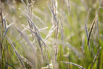 Soft Focus on Tall Grass in Natural Light