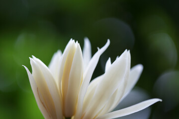 Fototapeta premium Elegant Champaka Flower with Soft Petals