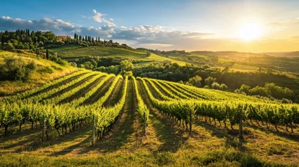 A tranquil afternoon in the rolling hills of Lazio, showcasing vineyards and olive groves under a bright blue sky