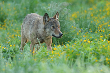 Wilk szary, wilk (Canis lupus) © Bartosz Rakoczy