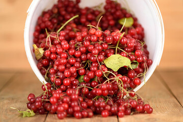 Ripe viburnum berries spill out of a bucket onto a wooden surface.
