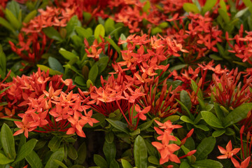 Red Ixora flower blooming in the garden, Thailand.