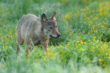 Wilk szary, wilk (Canis lupus) © Bartosz Rakoczy
