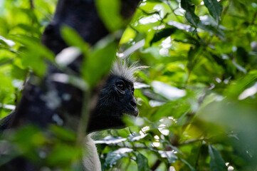 Red colobus monkey, Zanzibar