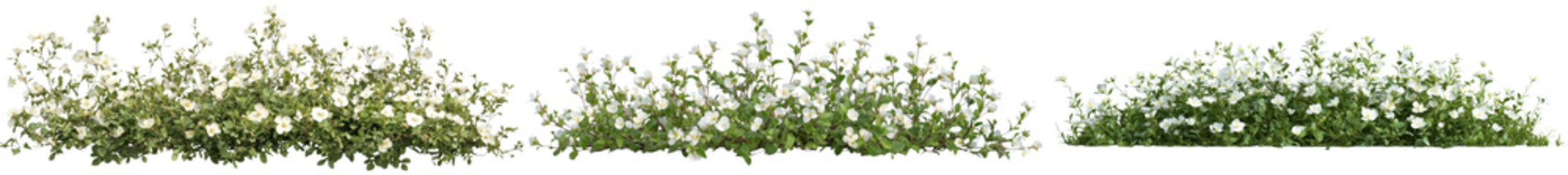 Lush blooming floral bushes and plants in an idyllic natural garden landscape  Vibrant green foliage colorful flowers and peaceful serene atmosphere  Tranquil botanical background with growth ecology