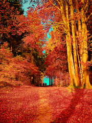Forest path in colourful autumn forest 