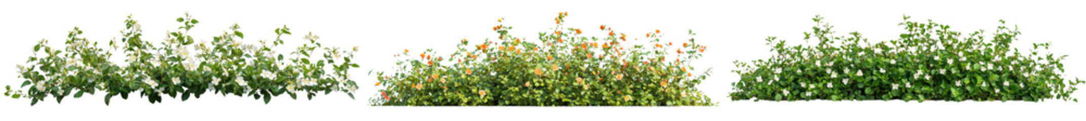 Lush and verdant green bushes shrubs and foliage with vibrant colorful flowers blooming in a natural garden or landscape setting