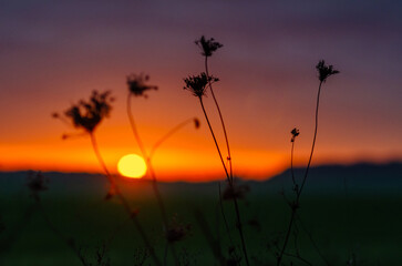 Fototapeta premium Bright sunset light through dry flowers. Flowers of dry herbs on meadow. Blurred sunset background.