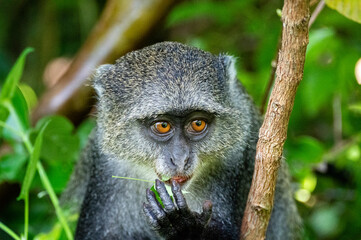 Blue monkey, Zanzibar