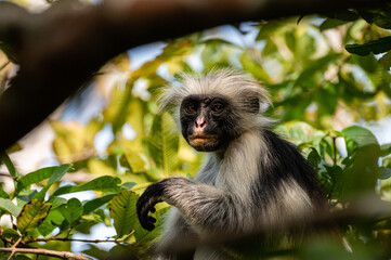 Obraz premium Red colobus monkey, Zanzibar