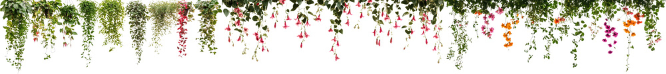 Lush vibrant hanging foliage and climbing vines create a natural botanical garden inspired frame or border  This scenic organic background features a variety of green plants leaves