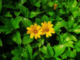 Bright Yellow Flowers Amidst Lush Green Leaves in Sunlight