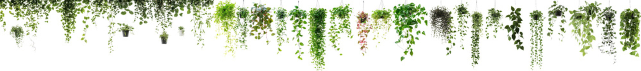Lush vibrant hanging foliage and plants creating a natural green backdrop or environment for indoor or outdoor decor gardening and design Overhead view of dense