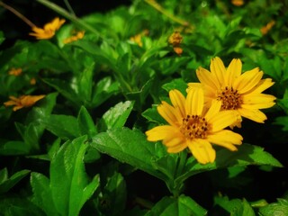 Bright Yellow Flowers in Vibrant Green Garden Setting