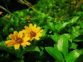 Close-Up of Vibrant Yellow Flowers in Lush Green Garden