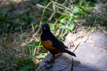 Superb Starling, Serengeti National Park