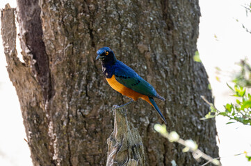 Superb Starling, Serengeti National Park