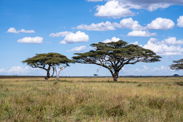 The savannah, Serengeti National Park