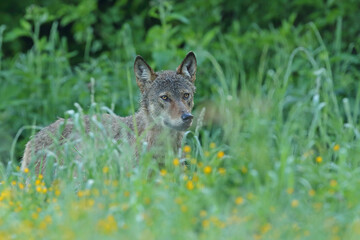 Wilk szary, wilk (Canis lupus) © Bartosz Rakoczy