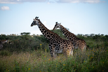A group of giraffes, Serengeti National Park