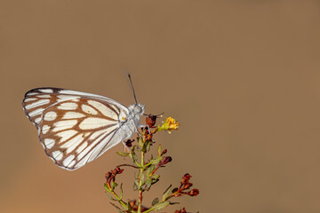 White Pioneer butterfly (Belenois aurota)