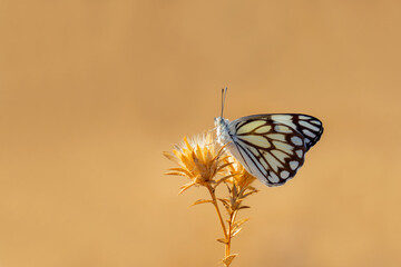 White Pioneer butterfly (Belenois aurota)